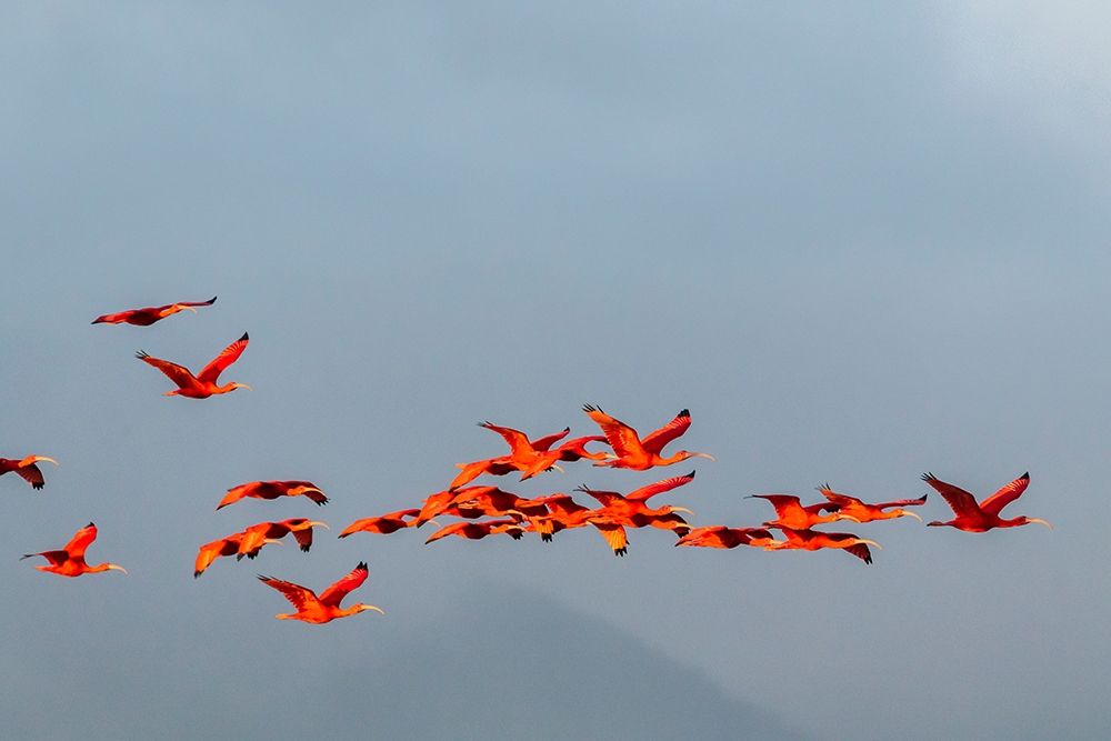 Caribbean-Trinidad-Caroni Swamp Scarlet ibis birds in flight